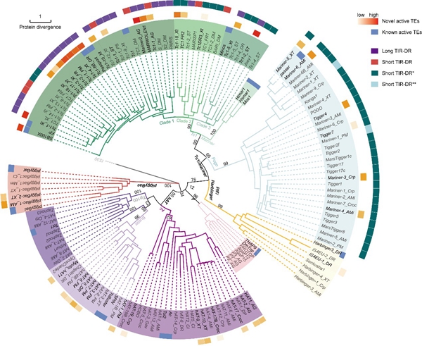动物所探索DNA转座子多样性并拓展基因工程工具箱