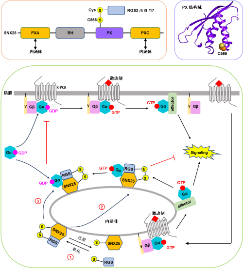 广州健康院发现内涵体上GPCR-G蛋白信号转导的分子调控新机制
