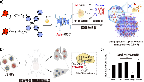 化学所在时空特异性蛋白质递送及基因编辑研究方面获进展
