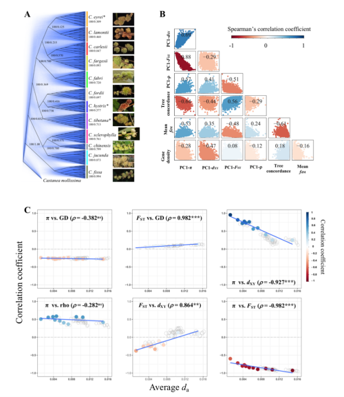 华南植物园揭示锥属物种基因组变异的驱动机制