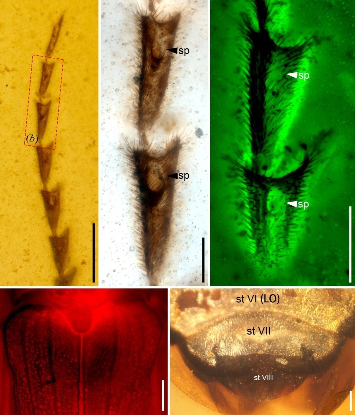 白垩纪萤火虫新发现揭示昆虫早期生物发光多样性