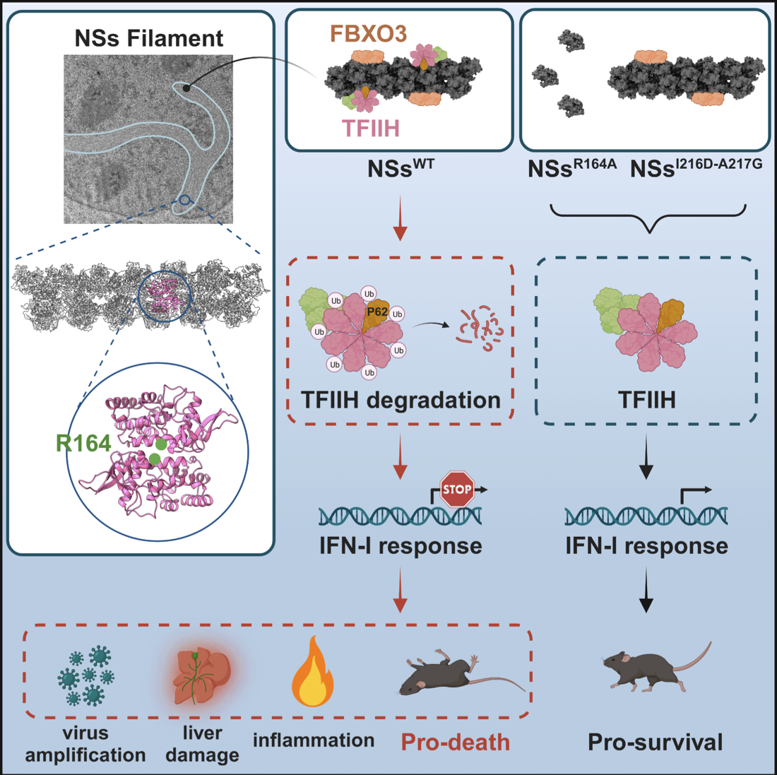 武汉病毒所揭示病毒重塑宿主泛素连接酶促进病毒感染致病新机制