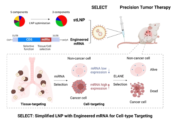 动物所等开发出器官和细胞双重特异性mRNA靶向递送技术