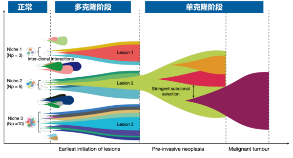 科学家揭示早期肿瘤多克隆起源的普遍性以及多克隆到单克隆转变的演化模式