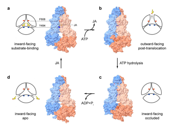 研究揭示植物激素茉莉酸跨膜转运分子机制 