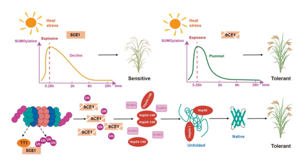 研究揭示TT1-SCE1模块调控水稻耐热性的分子机理
