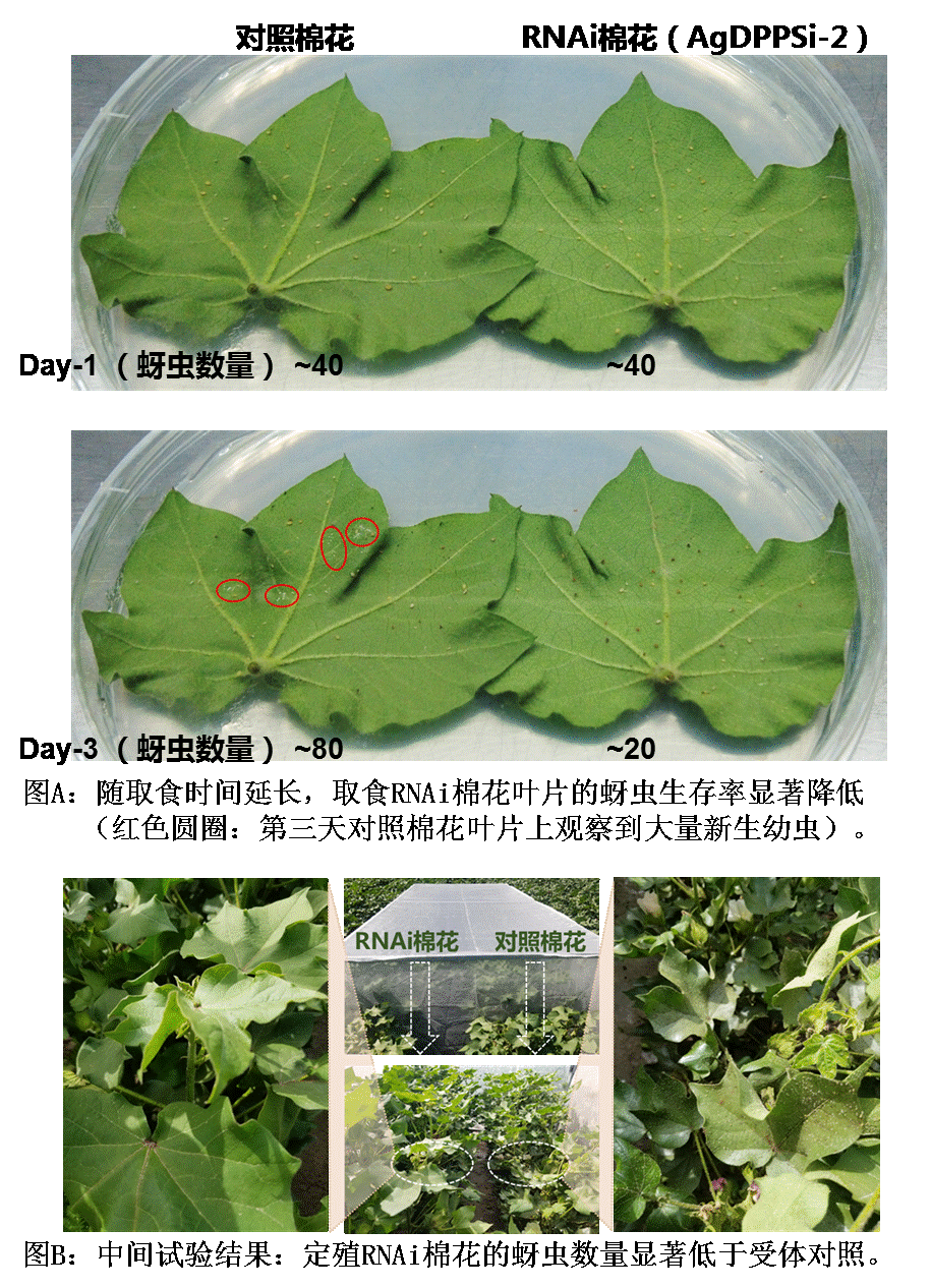 研究获得抗蚜虫棉花新种质