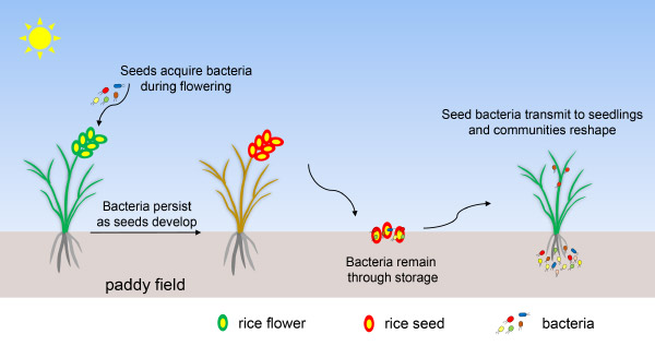 研究揭示水稻微生物组代际传递模式