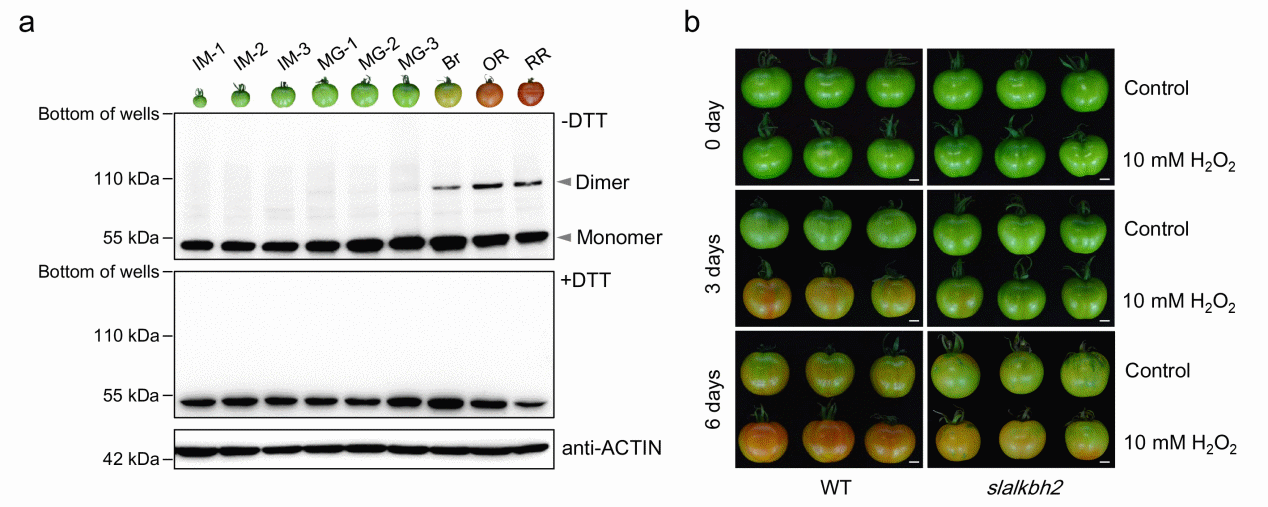 研究揭示RNA去甲基化酶的氧化还原修饰调控番茄果实成熟机制