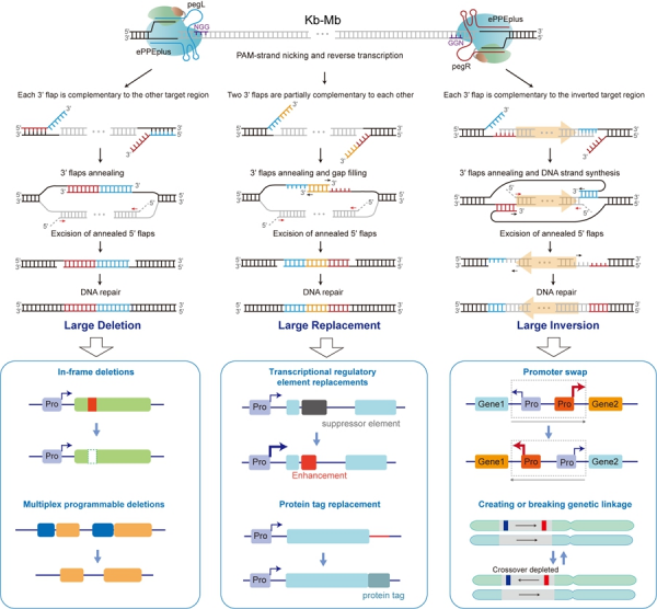 研究开发出植物高效精准大片段DNA操纵及染色体编辑技术