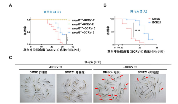 研究人员揭示甲基化修饰调控抗病毒天然免疫应答分子机制