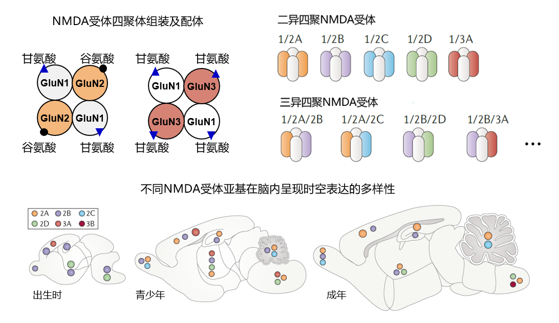 研究解析成年哺乳动物大脑皮层和海马内源NMDA受体的组装和结构