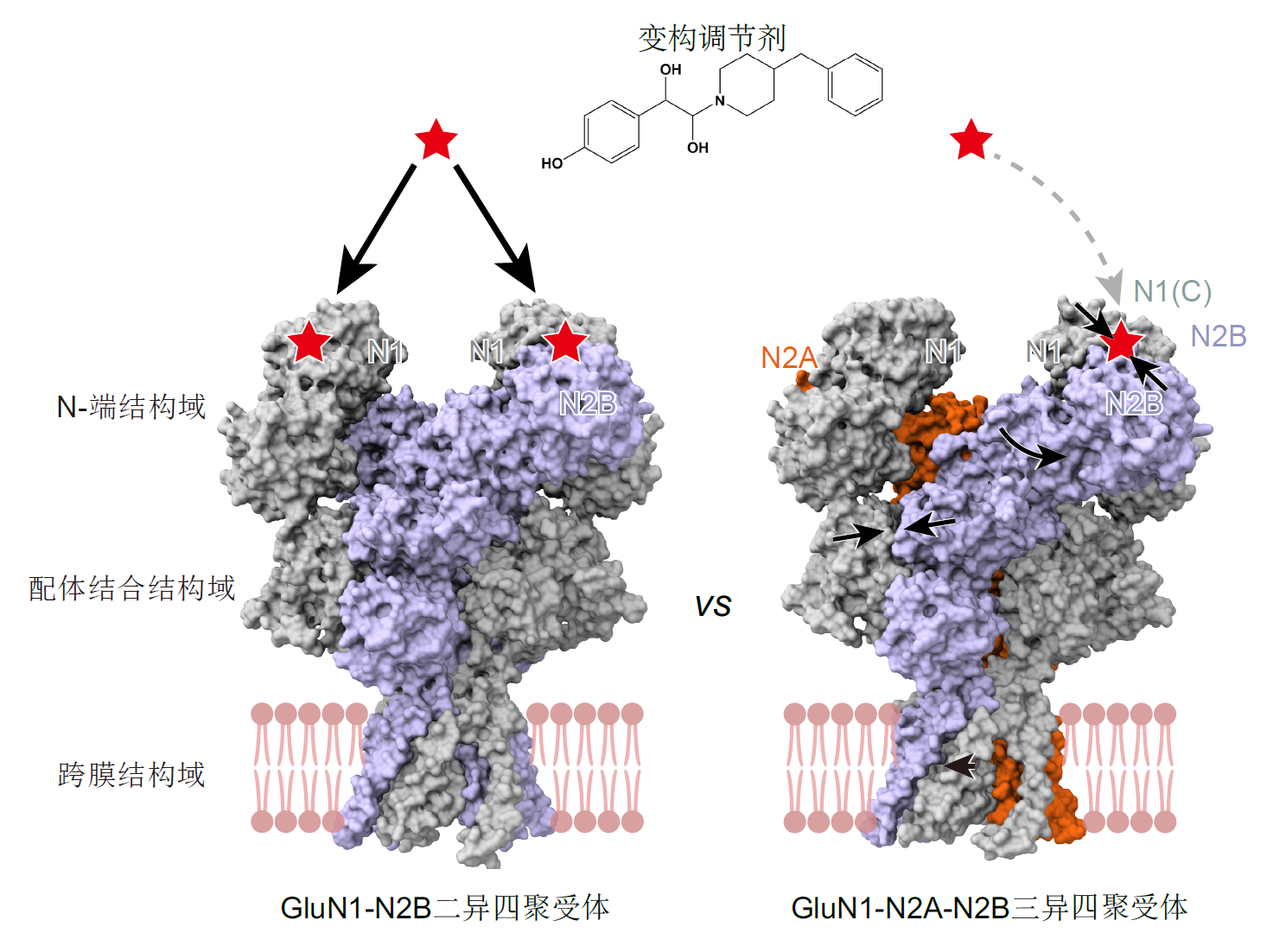 研究解析成年哺乳动物大脑皮层和海马内源NMDA受体的组装和结构