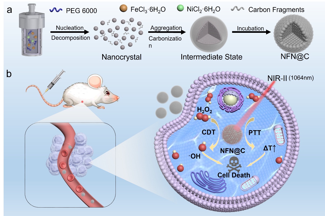 研究采用电子密度调控策略提升磁性催化剂的肿瘤治疗效果