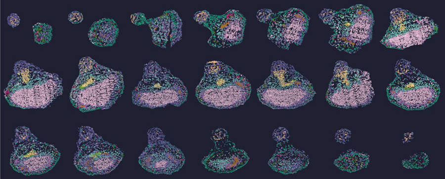 科学家破解大豆发育“基因密码”助力精准分子育种