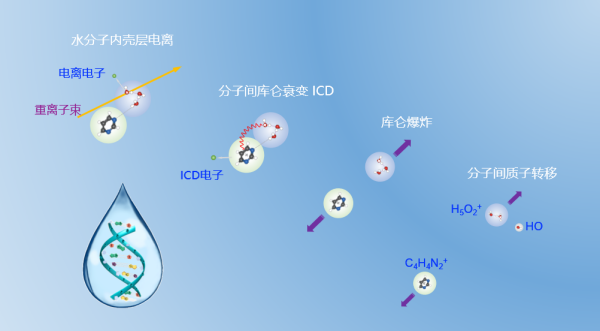 研究揭示重离子治癌重要微观机理