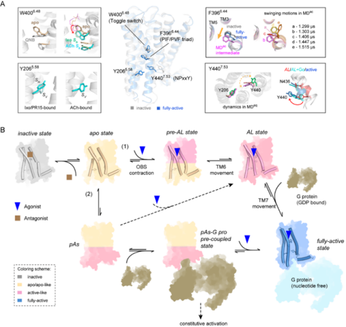 G蛋白偶联受体动态激活机制研究获进展