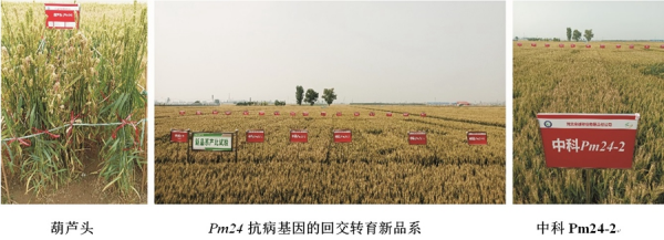 科学家解析小麦串联激酶免疫新机制