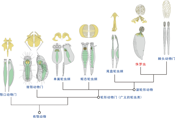 科学家通过侏罗纪化石形态分析揭示棘头动物门起源