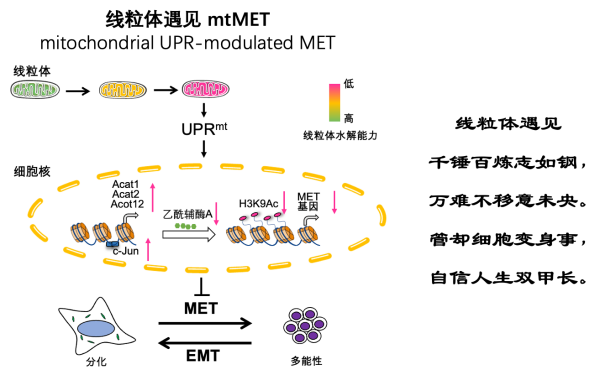 线粒体应激调控干细胞命运的“线粒体遇见”新模式被发现