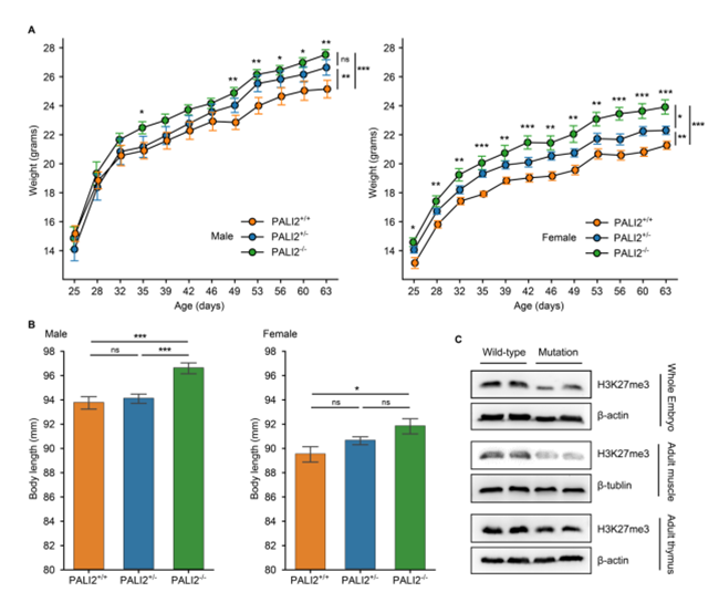 西北农林科技大学姜雨教授团队解析了家牛LCORL和STC2基因中促进体型和生长速度增加的关键因果突变