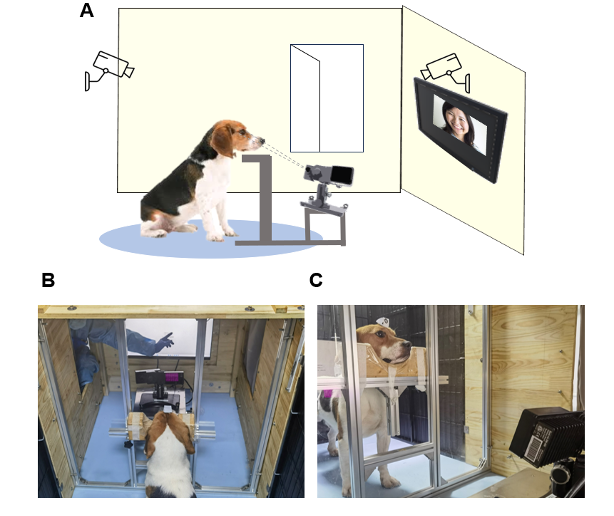 北京大学心理与认知科学学院易莉课题组利用Shank3突变犬模型揭示孤独症面孔加工异常机制