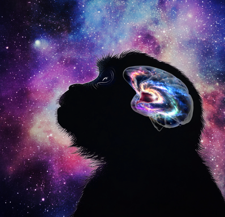 灵长类意识产生关键脑区屏状核的细胞与联接图谱成功绘制