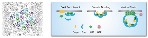 研究揭示小G蛋白ARF在囊泡分裂中的作用机制