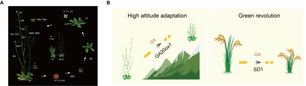 研究揭示模式植物适应高海拔环境机制