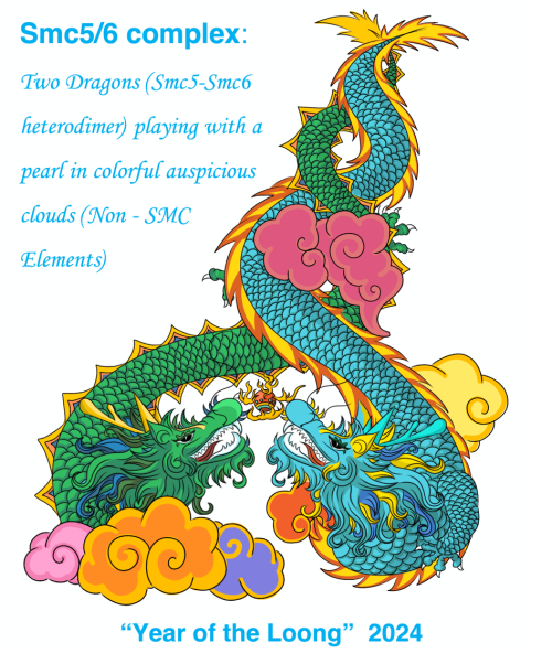 研究揭示染色体结构维持复合物-Smc5/6的组装及调控机制