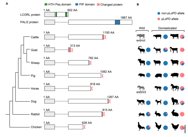 西北农林科技大学姜雨教授团队解析了家牛LCORL和STC2基因中促进体型和生长速度增加的关键因果突变
