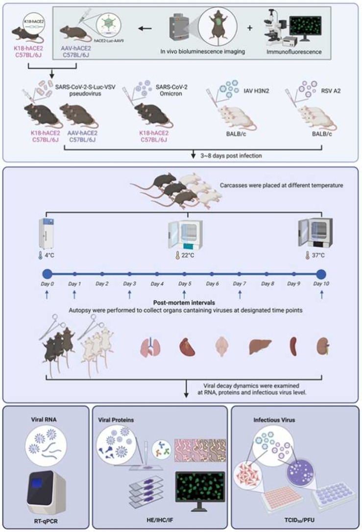 法医学院王振原教授团队在死亡个体病毒感染动力学研究取得重要成果