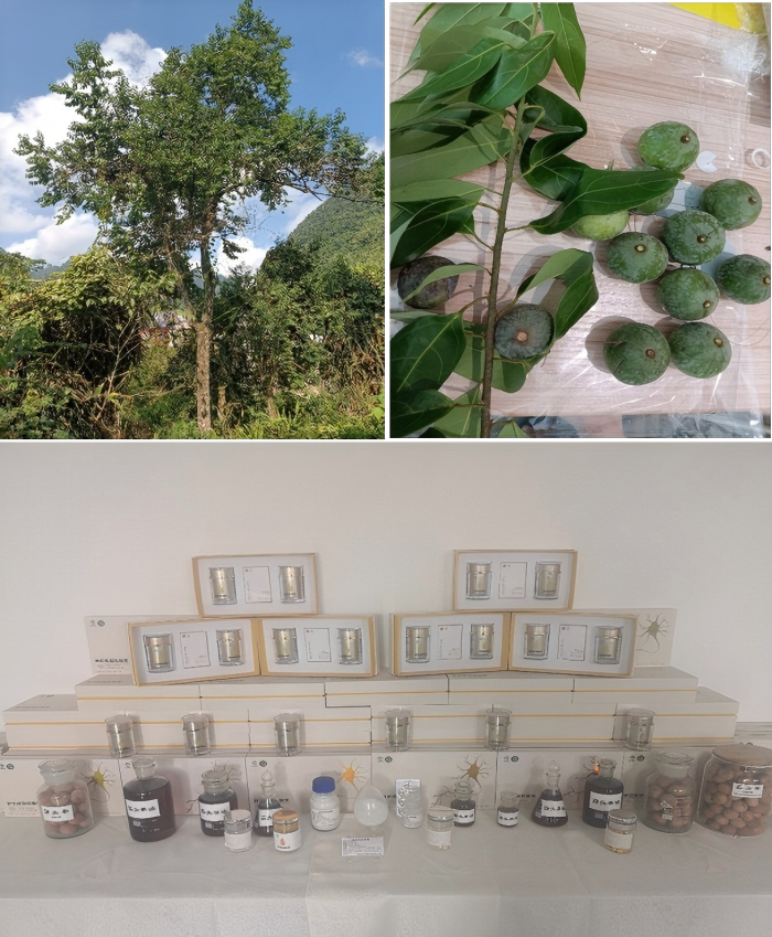 科学解读蒜头果的活性成分——神经酸
