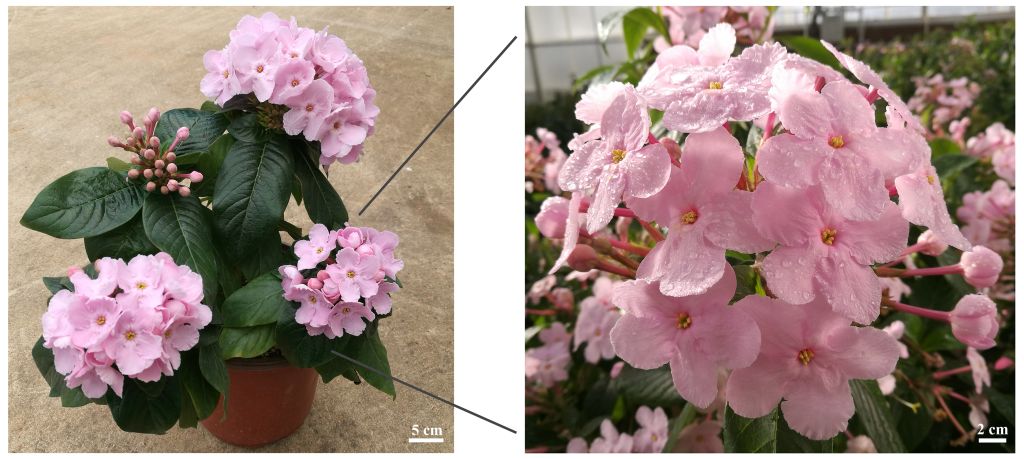 高原所在木本观赏植物开花调控机制研究中取得突破