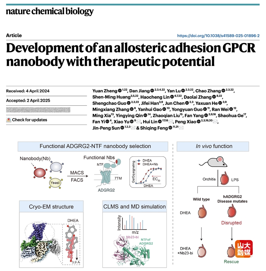 山东大学Nat Chem Biol！冯世庆/孙金鹏/肖鹏/林慧/于晓发现一种有治疗作用的粘附类GPCR别构纳米抗体