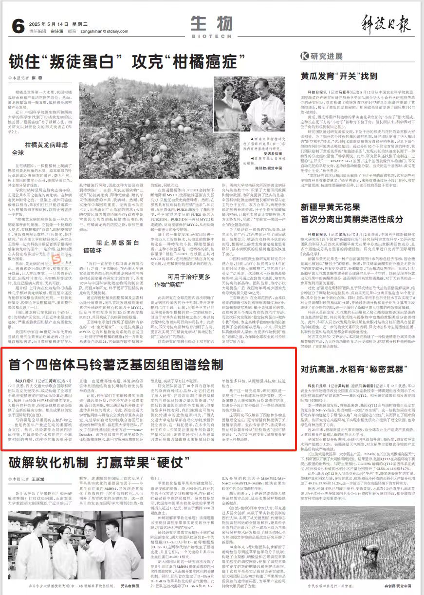 【科技日报】首个四倍体马铃薯泛基因组图谱绘制