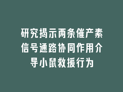 研究揭示两条催产素信号通路协同作用介导小鼠救援行为
