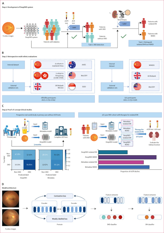上海交大盛斌教授团队研制DeepDKD深度学习系统在权威期刊Lancet Digital Health发表