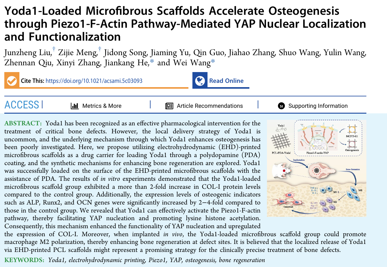 西安交通大学王伟教授医工交叉团队在骨修复研究中取得新突破