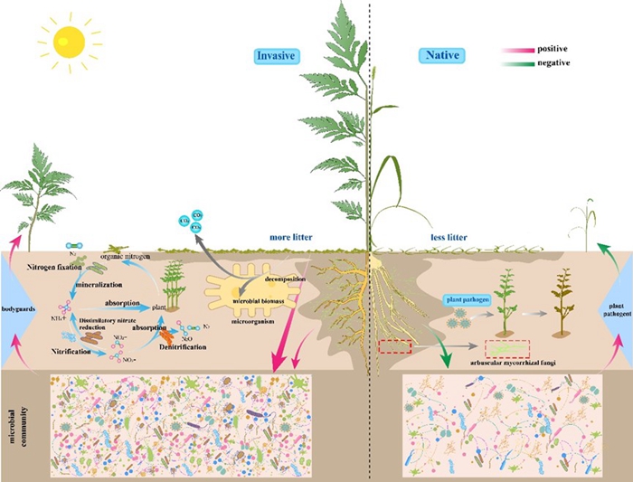 长期观测发现入侵植物与土壤微生物演替规律
