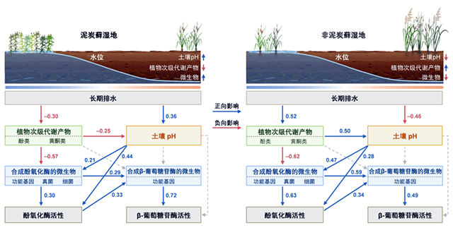 我国学者在探究湿地土壤酶对排水的响应方面取得新进展