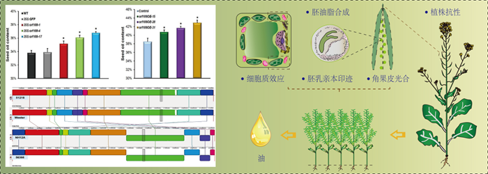 油菜高含油量性状调控机理及分子育种获湖北省自然科学一等奖
