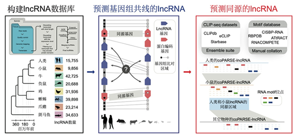 我国学者在研究长链非编码RNA进化方面取得进展