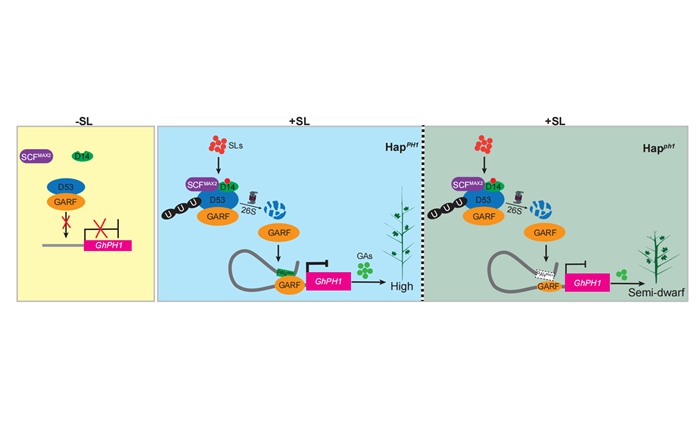染色体结构变异可以调控棉花株高
