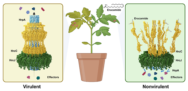 我国学者在植物天然产物化学生物学与植物抗病领域取得进展