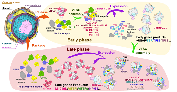 非洲猪瘟病毒转录调控新机制被揭秘