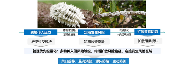 粉蚧跨境传入风险路径明确