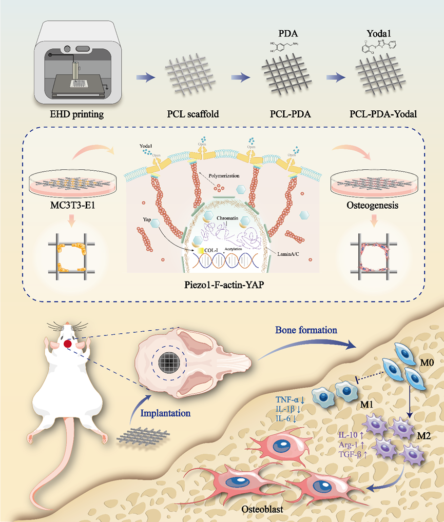 西安交通大学王伟教授医工交叉团队在骨修复研究中取得新突破