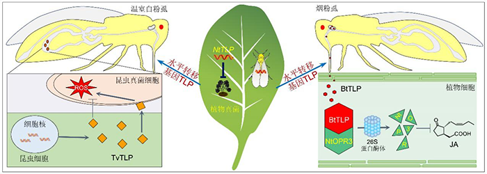 植物基因促进粉虱物种分化