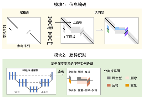 我国学者在样本间基因组结构变异差异分析方面取得进展